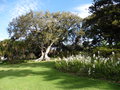 vignette Arderne gardens, Ficus macrophylla, communment connu sous le nom de figue de Moreton Bay ou banyan australien
