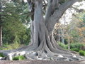 vignette Ficus macrophylla, communment connu sous le nom de figue de Moreton Bay ou banyan australien