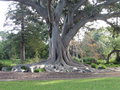 vignette Ficus macrophylla, communment connu sous le nom de figue de Moreton Bay ou banyan australien