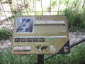 vignette Tapir terrestre