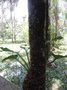 vignette Philodendron melinonii