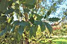 vignette Quercus x crenata 'Fulhamensis'