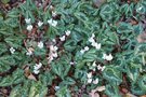 vignette Cyclamen hederifolium f. albiflorum