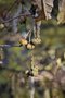 vignette Neoshirakia japonica = Sapium japonicum