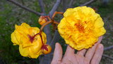 vignette Cochlospermum vitifolium 'Plenum'