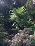 vignette Balantium antarticum - Fougre aborescente