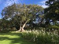 vignette Arderne gardens, Ficus macrophylla, communment connu sous le nom de figue de Moreton Bay ou banyan australien
