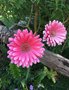 vignette Gerbera connata