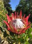 vignette Protea cynaroides - Prote royale