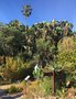 vignette Jardin botanique de Stellenbosch