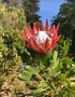 vignette Protea cynaroides - Prote royale