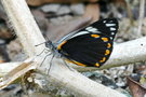 vignette Papillon (Belenois java ssp. peristhene)