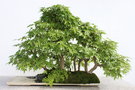 vignette Acer palmatum ssp. matsumurae de 40 ans