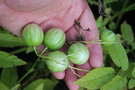 vignette Solanum caripense