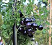 vignette Solanum lycopersicum 'Indigo Cherry Drops'
