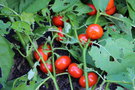 vignette Solanum viride Uporo Group