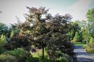 vignette Gleditsia triacanthos 'Rubylace