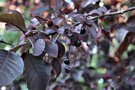 vignette Prunus virginiana 'Robert'