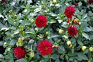 vignette Dahlia 'City Lights Red' ?