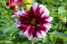 vignette Dahlia 'Deuil du Roi Albert'