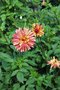 vignette Dahlia 'Fidalgo Julie'