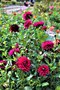 vignette Dahlia 'Hollyhill Black Widow'