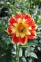 vignette Dahlia 'Pooh - Swan Island'