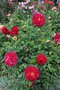 vignette Dahlia 'Red Rider' ?