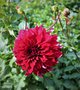 vignette Dahlia 'Spartacus'