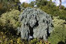 vignette Picea pungens 'Glauca Slenderina  Pendula'