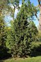 vignette Pinus aristata 'Blue Heron'