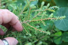 vignette Tsuga canadensis 'Hebefolia'