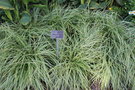 vignette Carex oshimensis Evercream