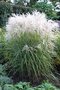 vignette Miscanthus sinensis 'Graziella'