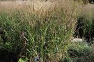 vignette Panicum virgatum 'Badlands'