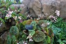 vignette Begonia goegoensis