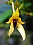 vignette Bulbophyllum amplebracteatum ssp. carunculatum