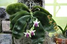 vignette Phalaenopsis bellina