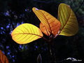 vignette Magnolia x soulangeana 'Sundew' feuillage aux couleurs d'automne