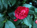 vignette Camélia ' PARADISE CAROLINE ' camellia hiemalis  Origine : Australie 1990
