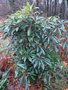 vignette Schefflera rhododendrifolia