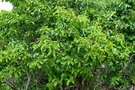 vignette Santalum austrocaledonicum var. austrocaledonicum