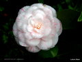 vignette Camélia ' MARGUERITE GOUILLON '   camellia japonica