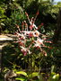 vignette Dendrobium lasianthera