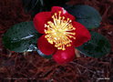 vignette Camlia ' YULETIDE ' camellia vernalis .  Origine : USA 1963