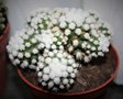 vignette Mammillaria vetula subsp. gracilis Arizona Snowcap
