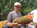 vignette Pachira aquatica ? fruit