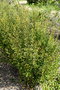 vignette Phyllanthus faguetii var. faguetii