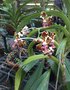 vignette Jardin botanique de Soroa jardin d'orchides