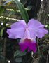 vignette Jardin botanique de Soroa jardin d'orchides